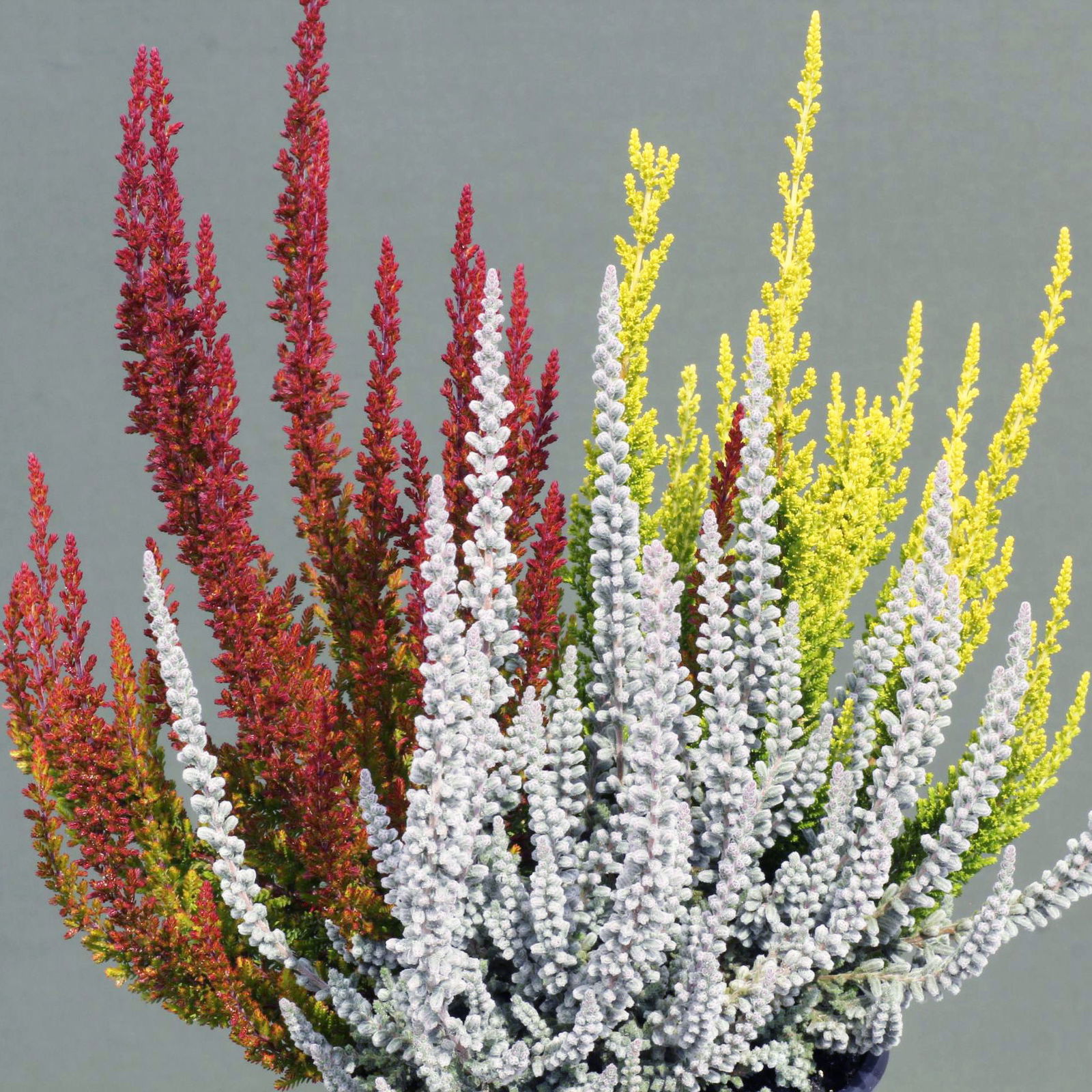 Besenheide 'Sunset Fire®' Trio,' bunt, Farbe variiert, Topf-Ø 13 cm, 3er-Set