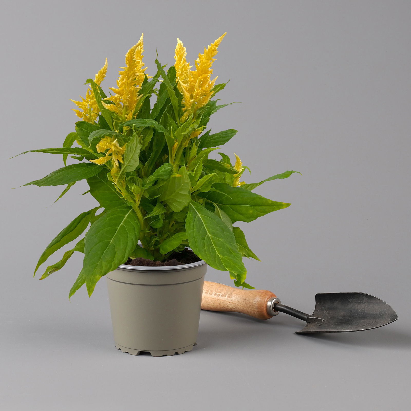 Celosia 'Kelos Fire Yellow' gelb. Topf-Ø 12 cm, 6er-Set