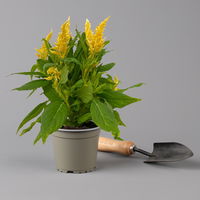 Celosia 'Kelos Fire Yellow' gelb. Topf-Ø 12 cm, 6er-Set