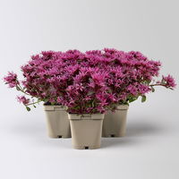 Sedum spurium 'Spot on® Deep Rose' dunkelrosa, Topf 9x9 cm, 3 Pflanzen