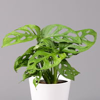 Monstera adansonii mit Keramiktopf weiß, Topf-Ø 12 cm, Höhe ca. 25 cm, 3er-Set