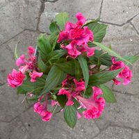 Celosia 'Hot Topic Pink' pink, Topf-Ø 12 cm, 6er-Set