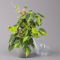 Philodendron 'Brasil', am Moosstab, Topf-Ø 15 cm, Höhe ca. 55 cm