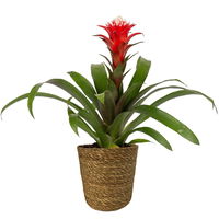 Guzmania 'Hope', rot-weiß, Topf-Ø 13 cm, mit Korb Maki, Höhe ca. 45 cm