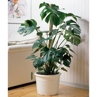 Monstera deliciosa, Topf-Ø 21 cm, Höhe ca. 50-70 cm