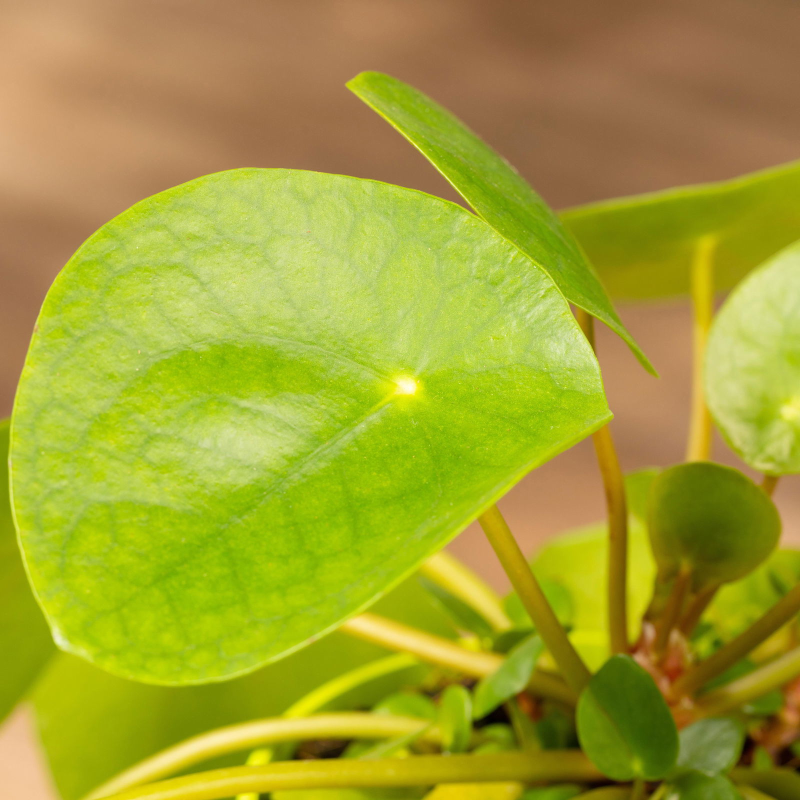 Pilea peperomioides in Übertopf Vibes gelb, Topf-Ø 12 cm, H: ca. 20 cm