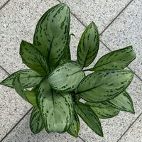 Aglaonema 'Maria Christina', mit Übertopf Dallas weiß, Topf-Ø 12 cm