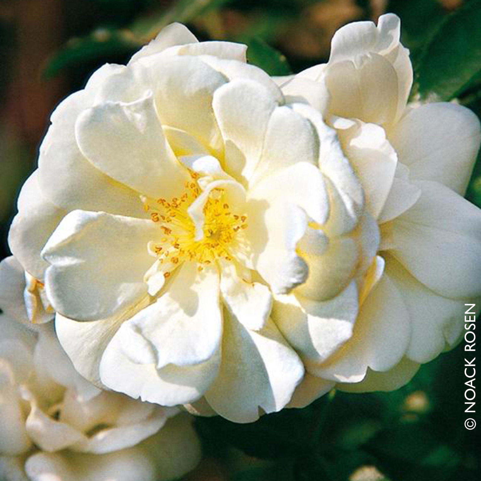 Bodendeckerrose 'Schneeflocke®', weiß, Topf 3 Liter