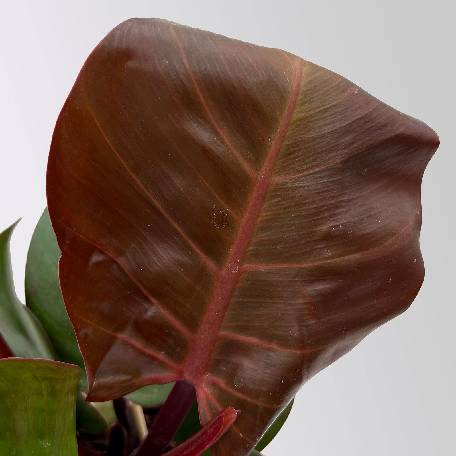 Philodendron 'Sunlight', inkl. Übertopf Dallas weiß, Topf-Ø 12cm