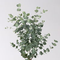 Eucalyptus gunnii 'Azura®', Topf-Ø 15 cm