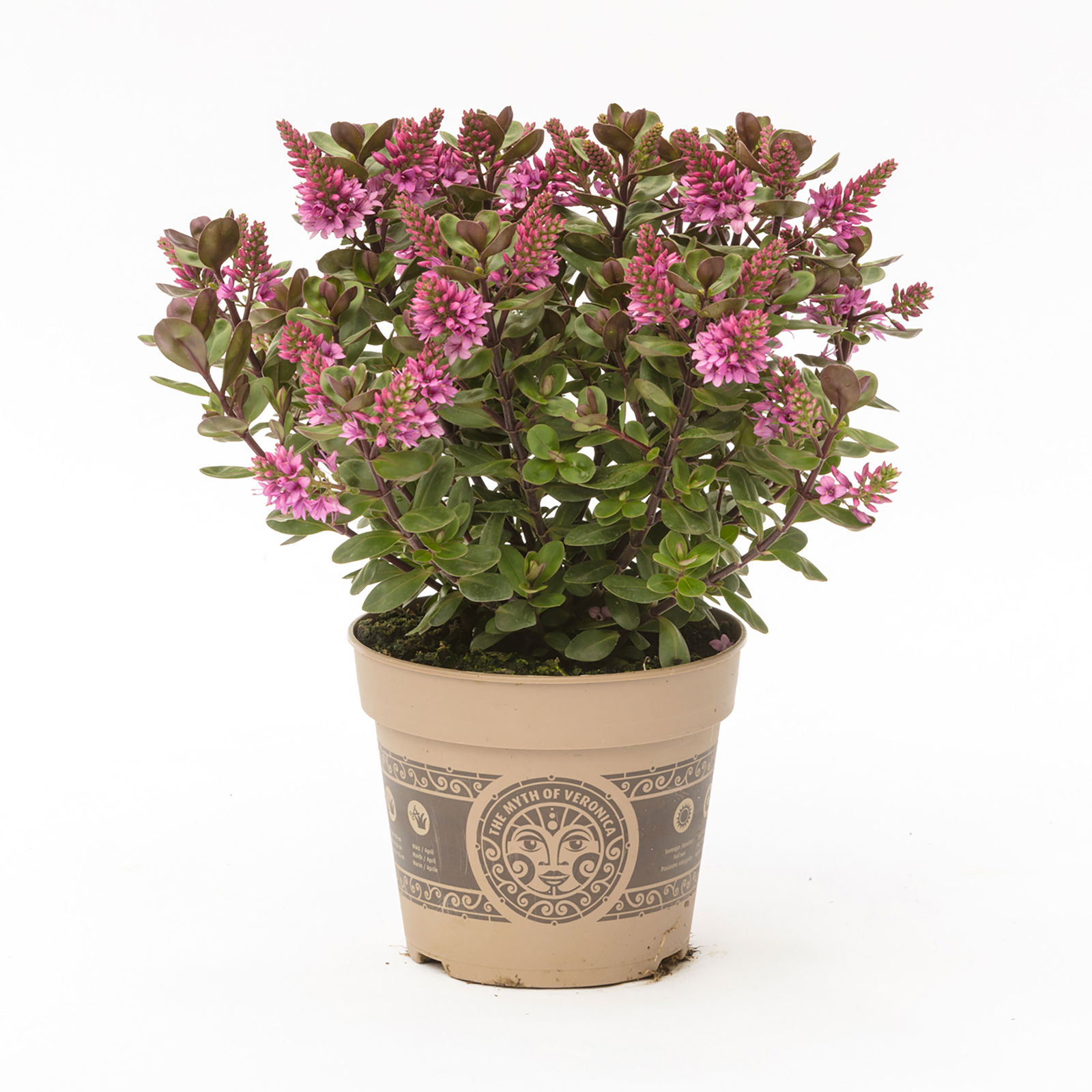 Hebe 'All Blooms®' rosa, Topf-Ø 12 cm, 3er-Set