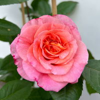 Duftende Edelrose 'Augusta Luise®', rose-aprikot, Doppelbogen, Topf 10 Liter