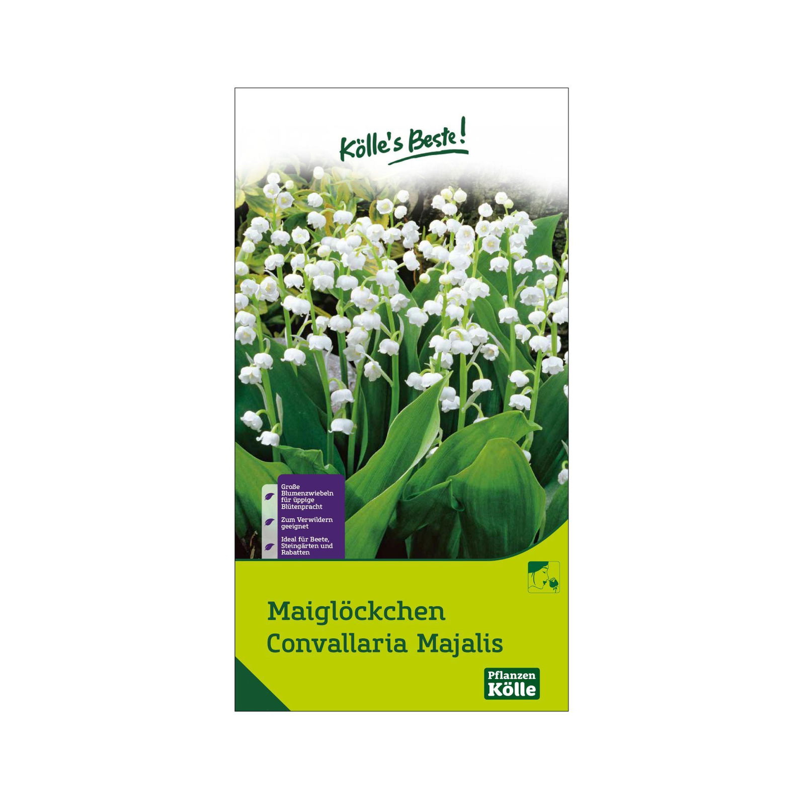 Maiglöckchen (Convallaria Majalis) weiß, 5 Blumenzwiebeln