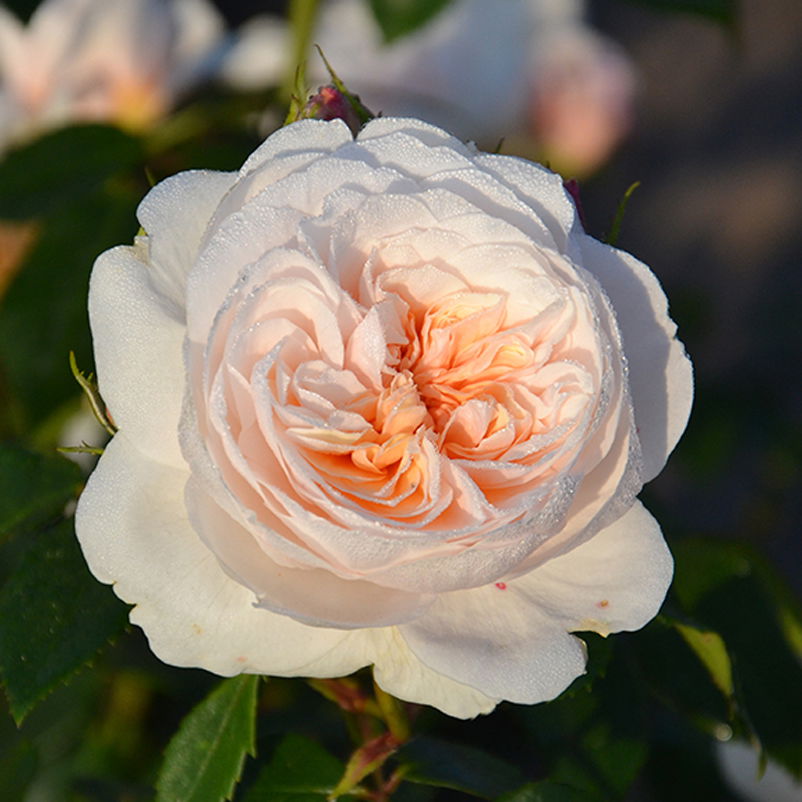 Kletterrose 'Sabrina®', creme-weiss, Mitte aprikot, Topf 5 Liter