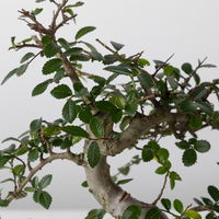 Bonsai in mediterraner Schale, Art zufällig, Topf-Ø 15 cm, Höhe ca. 30 cm