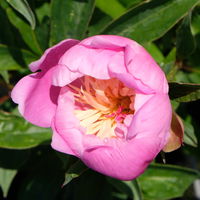 Kölle's Beste Edel-Pfingstrose 'Bowl of Beauty' rosa-weiß, 3 Liter Topf