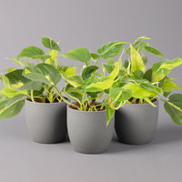 Philodendron 'Brasil', Topf-Ø 12 cm, Höhe ca. 15-20 cm, 3er-Set