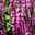 Steppen-Salbei 'New Dimension Rose' rosa-violett, 3 Liter Topf