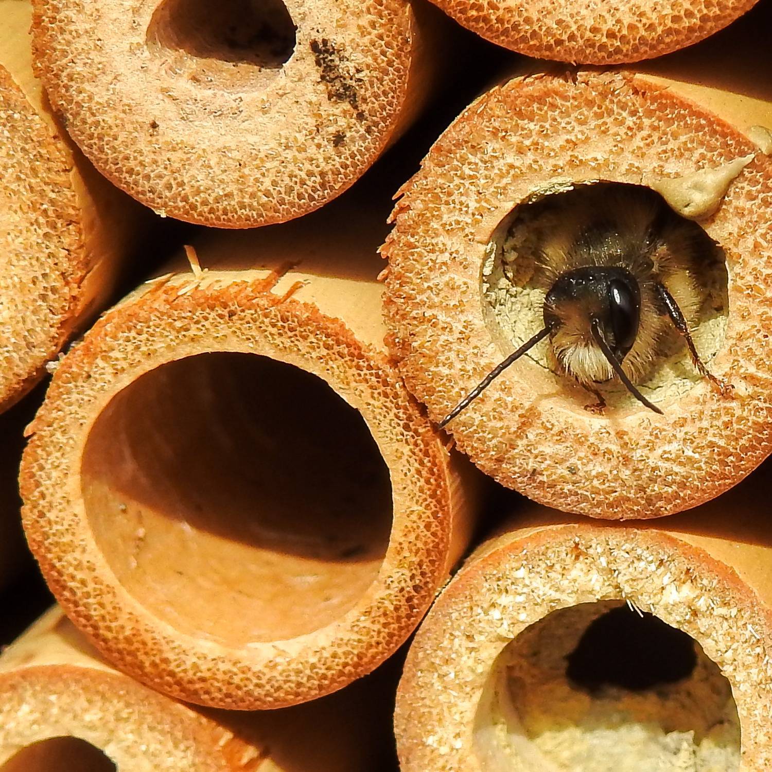 Insektenhotel mit Schrägdach, natur, Holz. Bambus, 28 x 9 x 38 cm, 2,19 kg