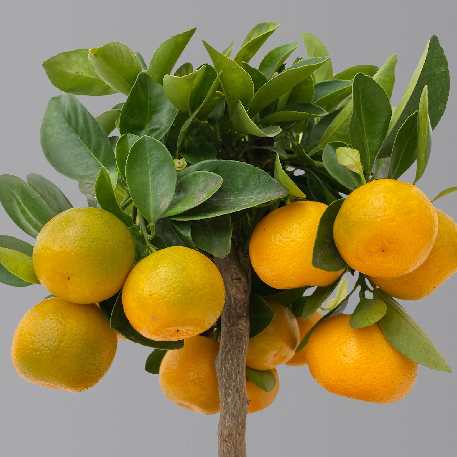 Calamondin, Mini-Stamm, Topf-Ø 15 cm