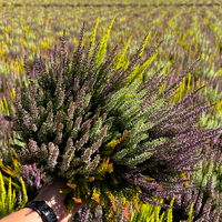 Knospenheide 'Mosaica®' mehrfarbig, Schalen-Ø 23 cm