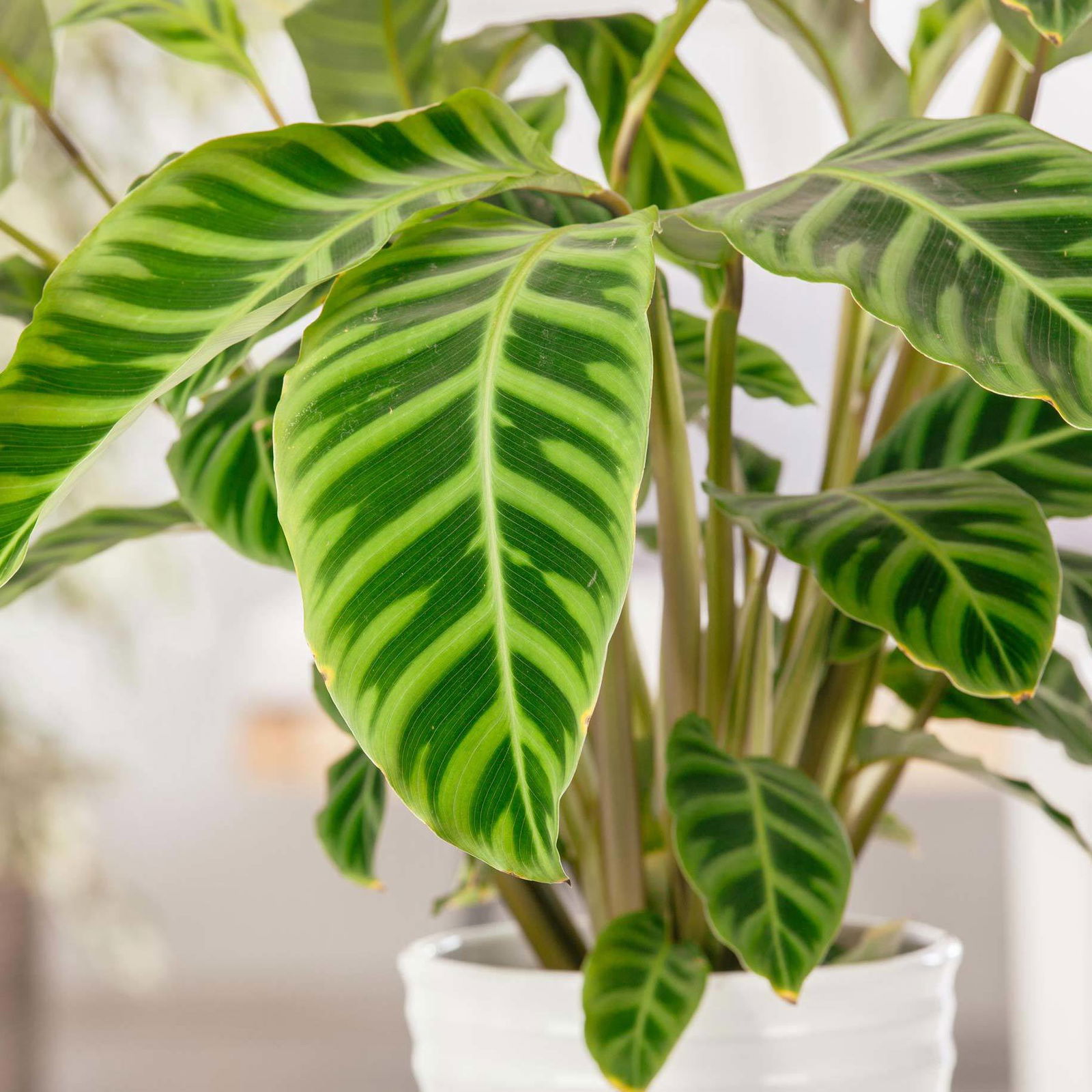 Korbmarante, Goeppertia zebrina syn. Calathea, Topf-Ø 19 cm, Höhe ca. 65 cm