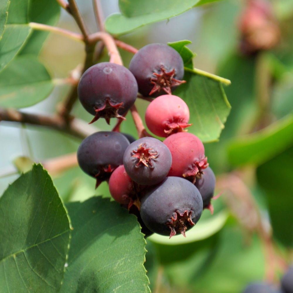 Großfruchtige Felsenbirne 'Greatberry® Farm', Topf 5 Liter