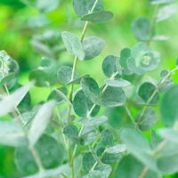 Eucalyptus gunnii 'Azura®', Topf-Ø 19 cm