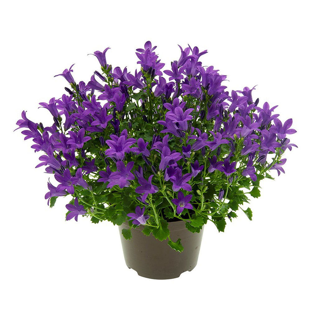 Glockenblume 'Get Mee'®, blau und weiß, Topf-Ø 10,5 cm, Höhe ca. 15 cm