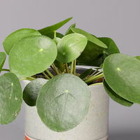 Pilea peperomioides in Keramiktopf Lauren grün, Topf-Ø 12 cm, Höhe ca. 20 cm