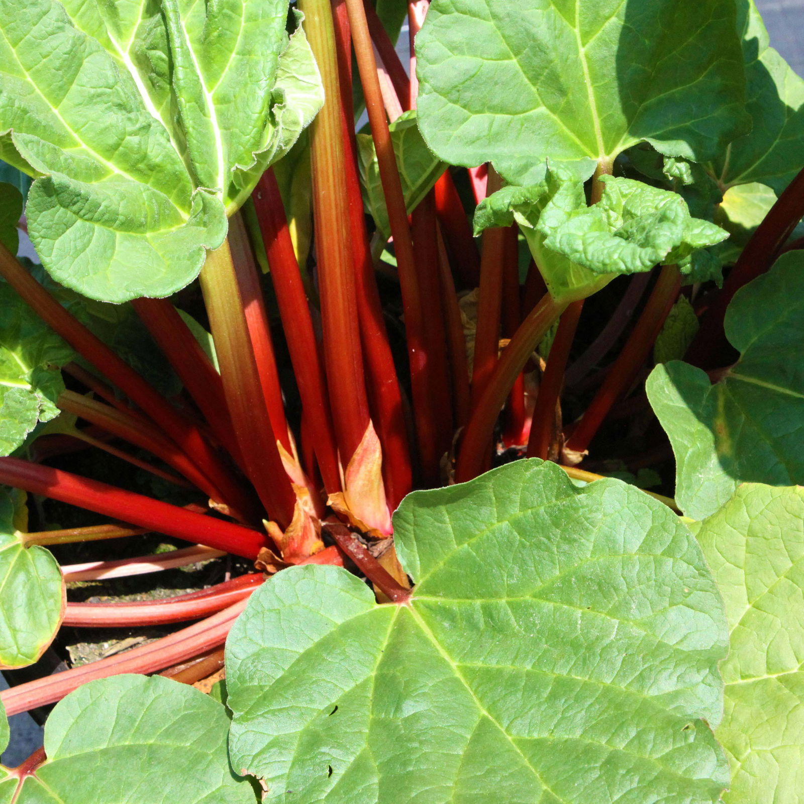 Kölle Bio Rhabarber 'Fultons Strawberry Surprise', Topf 3 Liter