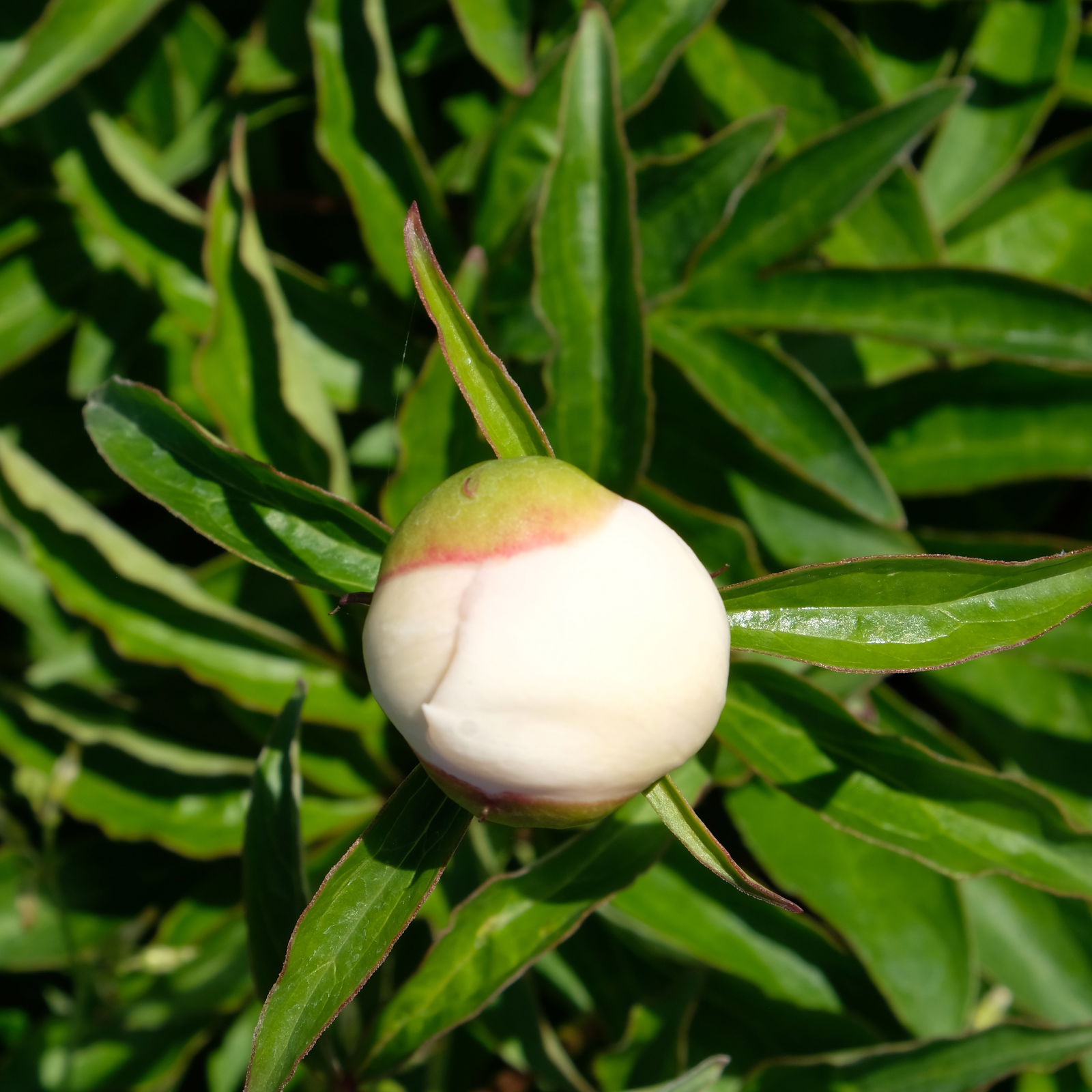 Kölle's Beste Edel-Pfingstrose, Paeonia 'Krinkled White', weiß, Topf 19 cm