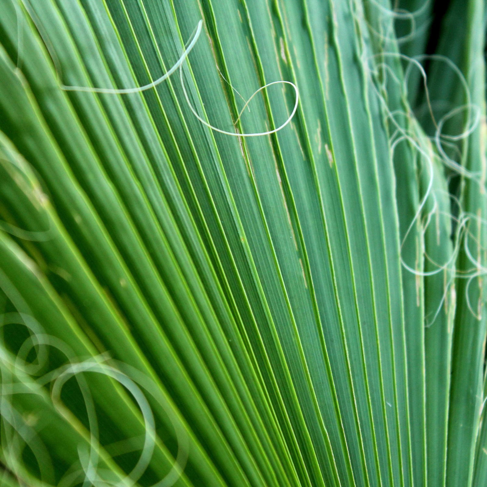 Fächerpalme, Topf-Ø 21 cm, Höhe ca. 85 cm