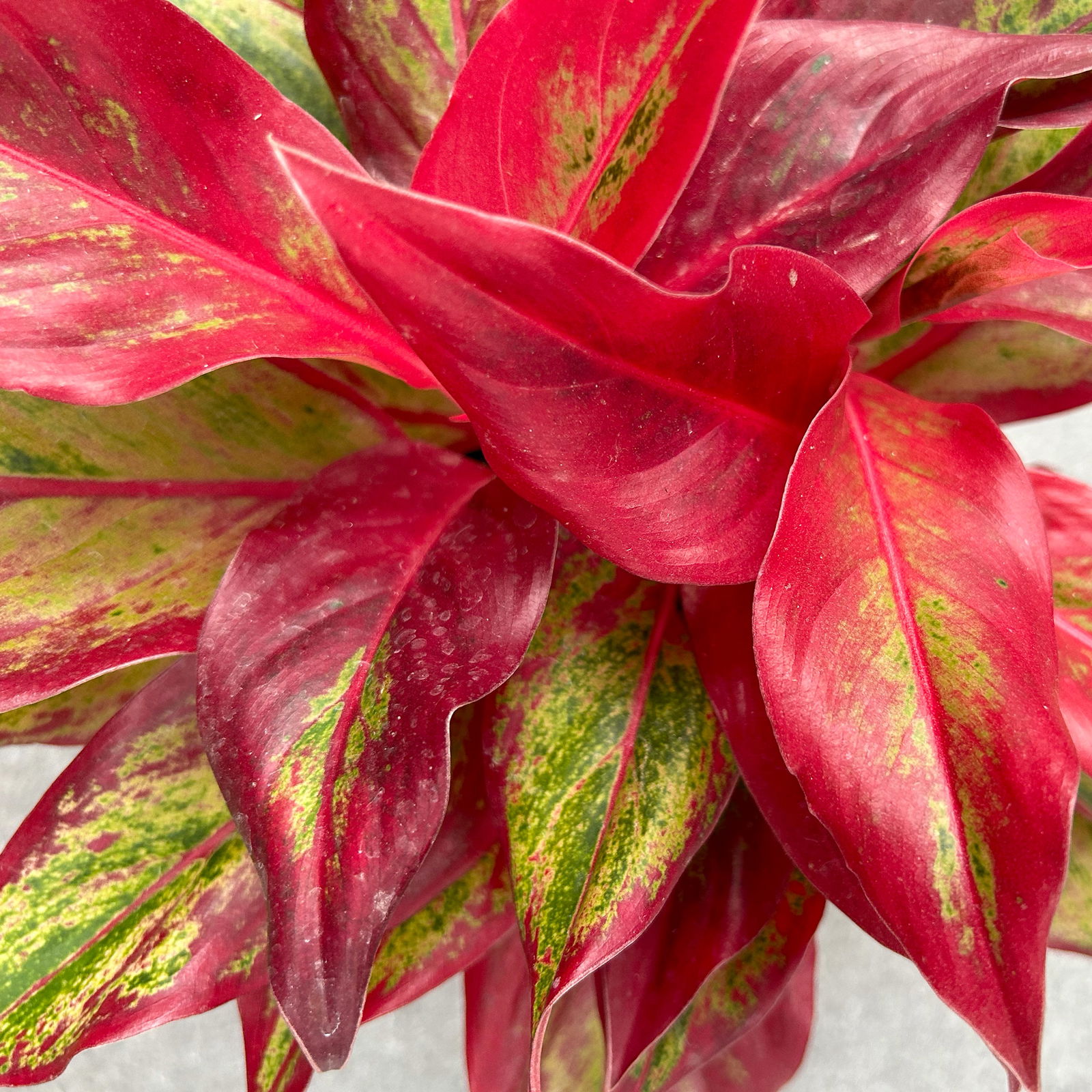 Aglaonema 'Crete Flame', Topf-Ø 12 cm, Höhe ca. 35 cm