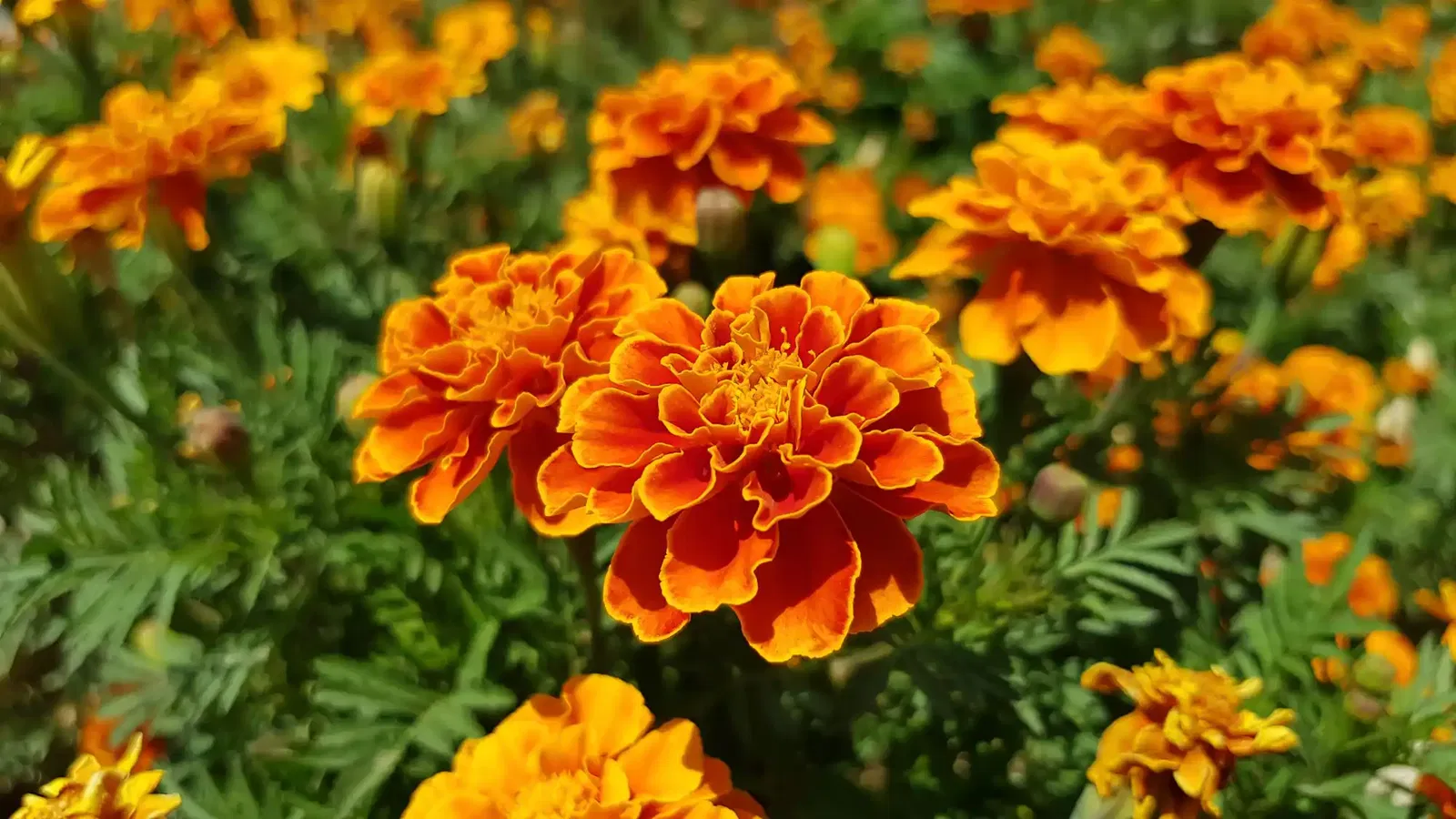 Tagetes (Studentenblume)