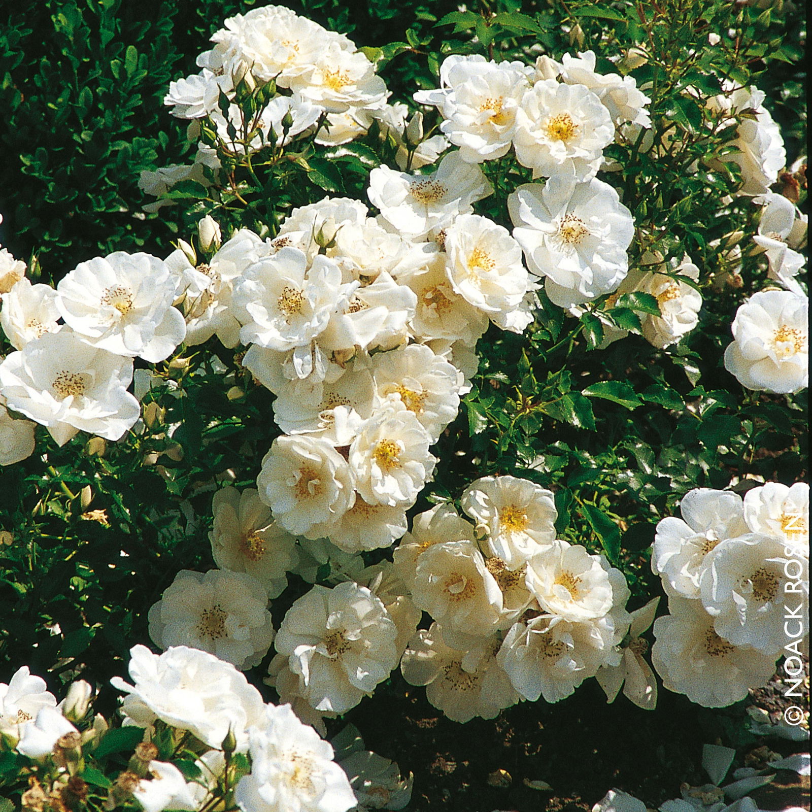 Bodendeckerrose 'Schneeflocke®', weiß, Topf 3 Liter