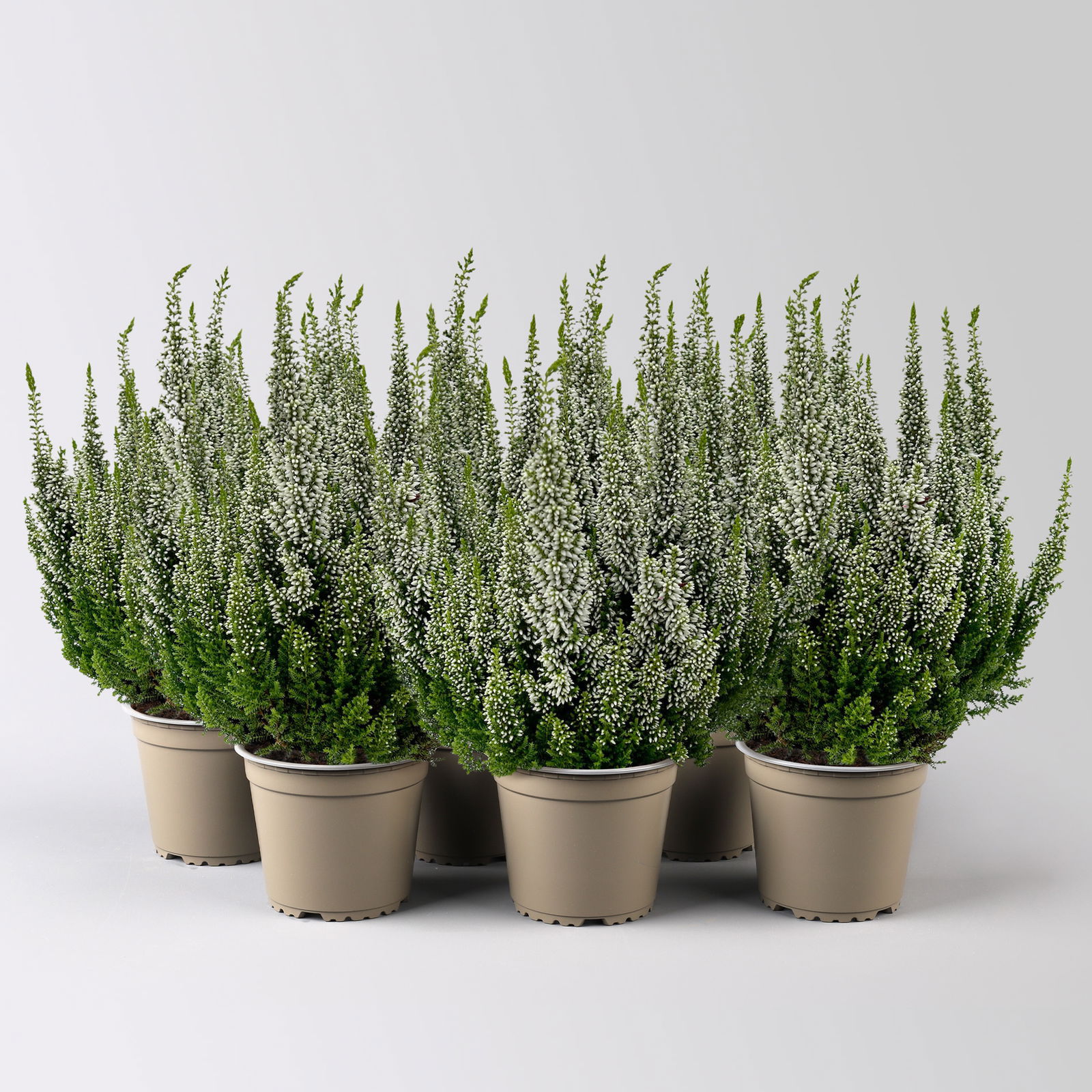 Calluna 'First Ladies®' weiß, Topf-Ø 11 cm, 6 Stück