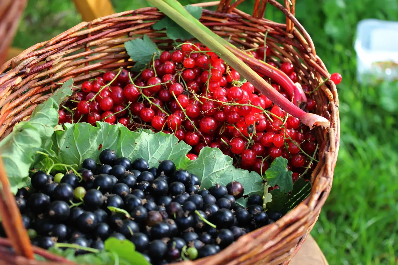 Beeren pflegen und pflanzen