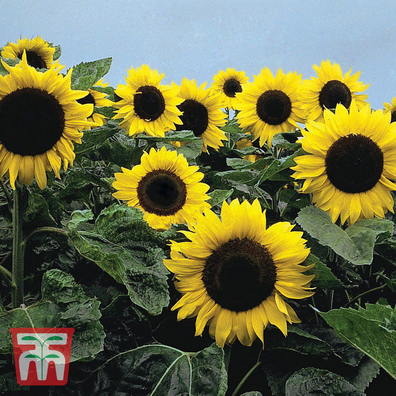 Sonnenblume (Helianthus annuus) Elite Sun F1 Hybride / einjährig, robust, hoch