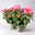 Hibiskus HibisQs®  'Adonicus Double Pink' pink, gefüllt, Topf-Ø 13 cm, 2er-Set