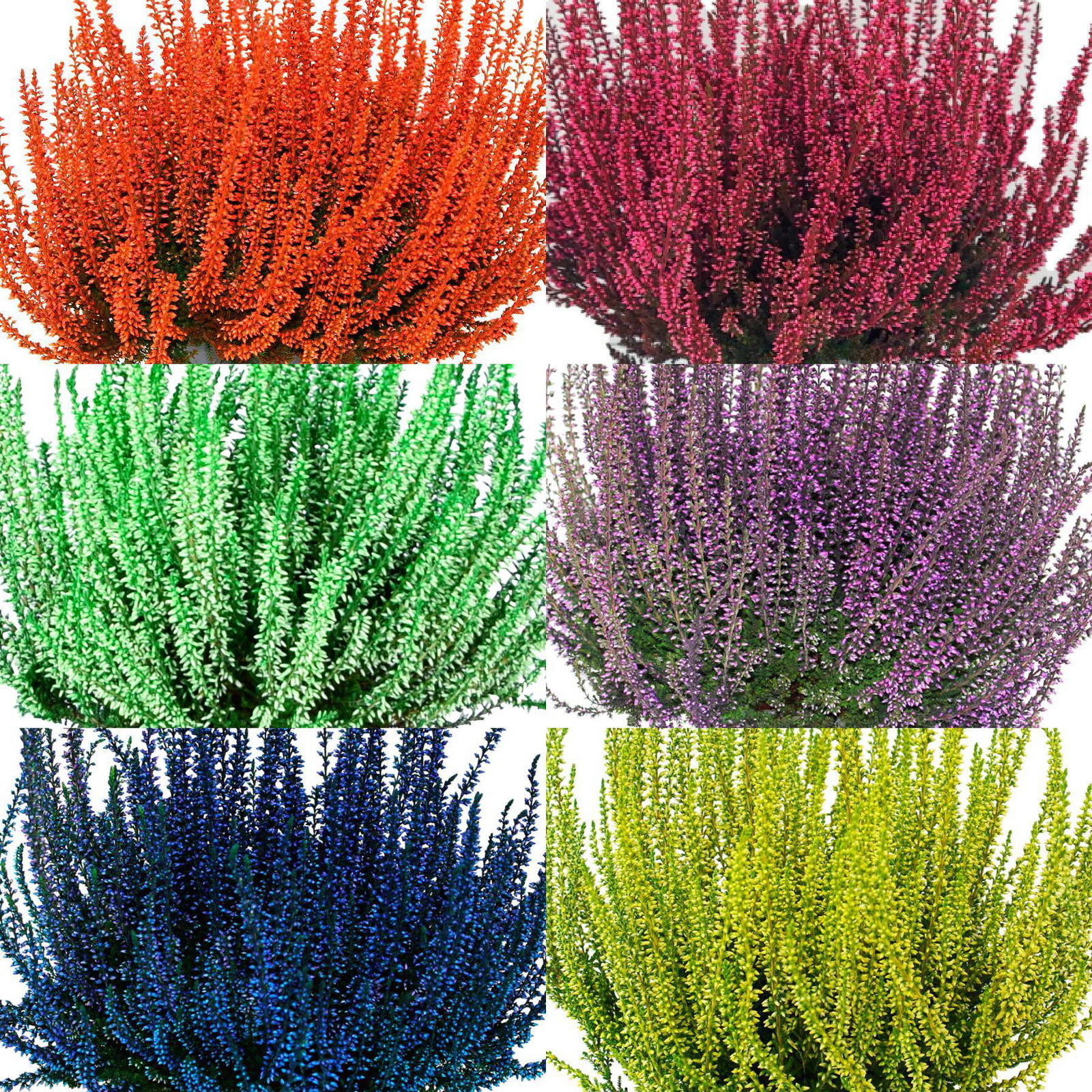 Knospenheide 'Picasso' gefärbt, Farben zufällig, Topf-Ø 12 cm, 6er-Set