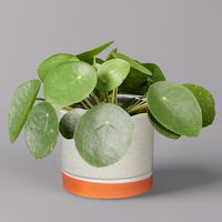 Pilea peperomioides in Keramiktopf Lauren grün, Topf-Ø 12 cm, Höhe ca. 20 cm