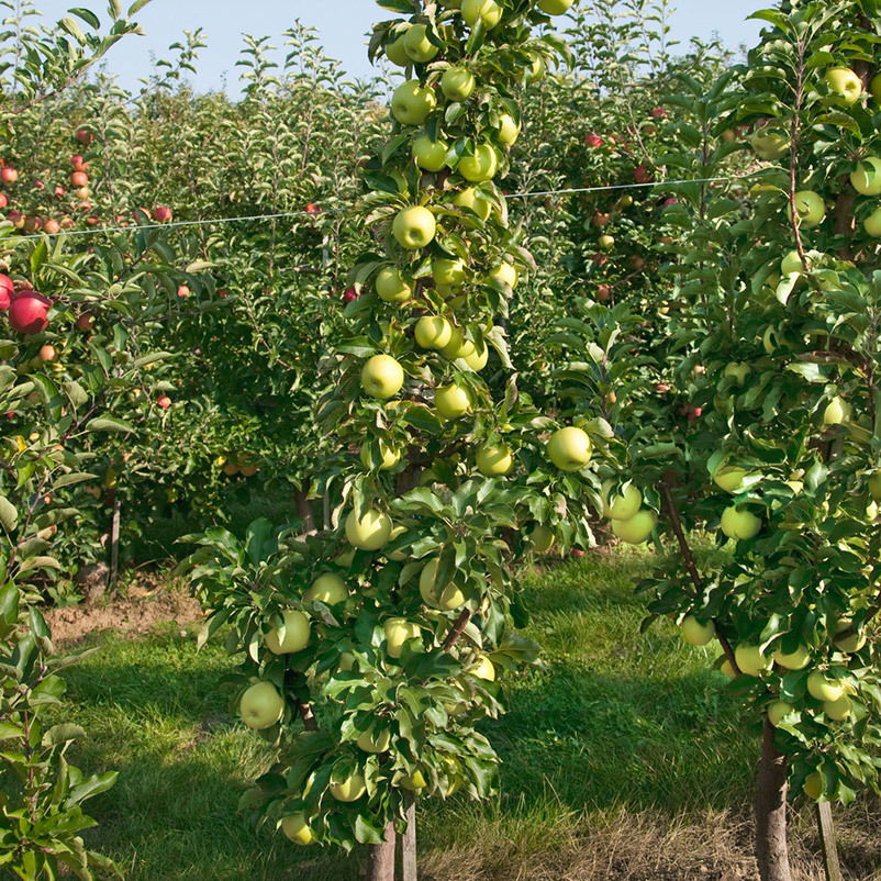 Kölle Bio Säulenapfel 'Goldcats'Ⓢ, Unterlage MM 111, Topf 10 Liter