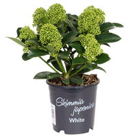 Blütenskimmie 'White Globe'®, Skimmia japonica, weiß, 4er Set, Topf 10,5 cm Ø