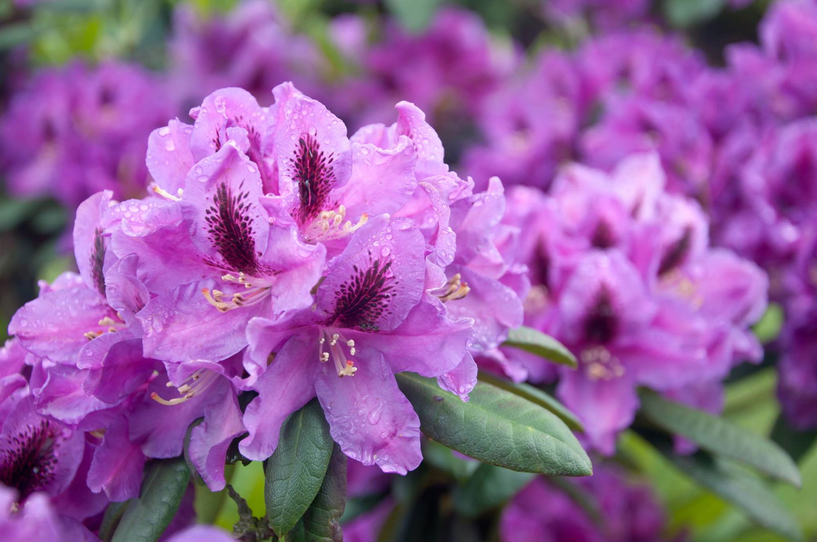 Rhododendron