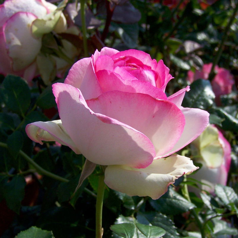 Strauchrose 'Eden Rose®', hellrosa, Topf 5 Liter