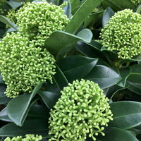 Blütenskimmie 'White Globe'®, Skimmia japonica, weiß, 4er Set, Topf 10,5 cm Ø