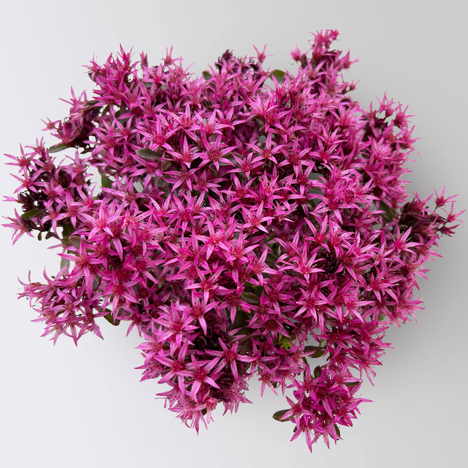 Sedum spurium 'Spot on® Deep Rose' dunkelrosa, Topf 9x9 cm, 3 Pflanzen