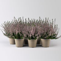 Knospenheide, rosa, Topf-Ø 12 cm, 6er-Set