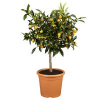 Kumquat, Stamm, Topf-Ø 22 cm